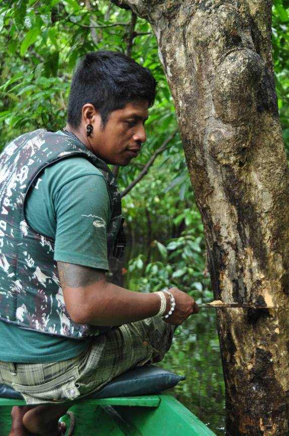 Durante passeio na floresta alagada, nosso guia nos mostra árvore repleta de formigas em seu interior, na Reserva do Mamirauá, região de Tefé, no Amazonas